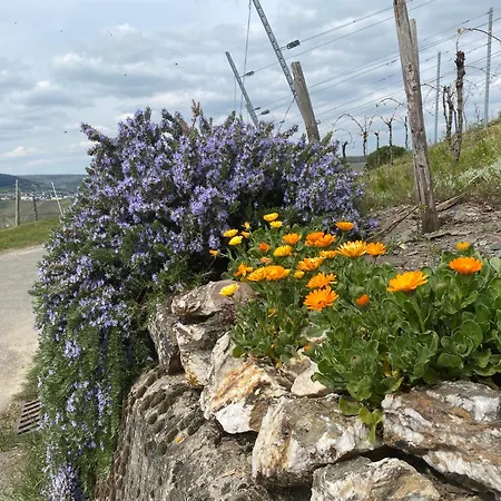 Mosel Sonnenlay Mit Terrasse Fuer Familien Gruppen דירה