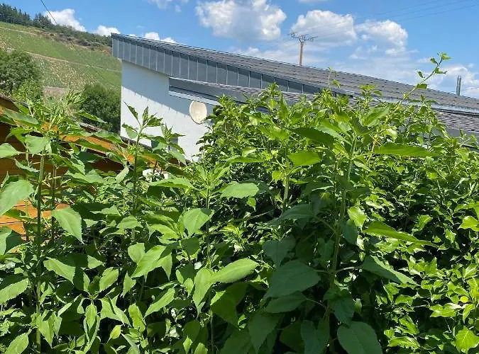 Sonnenlay - An Der Mosel * 브라운버그