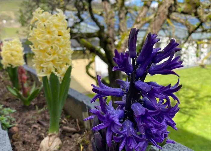 Sonnenlay - An Der Mosel 브라운버그